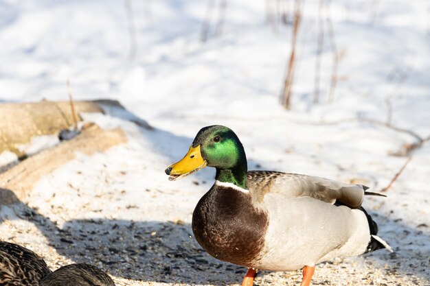 Lindo pato-real parado em uma superfície de neve