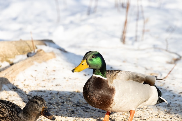 Lindo pato selvagem em pé sobre uma superfície de neve com um fundo desfocado