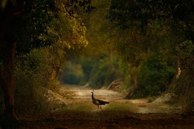 Lindo pavão com cauda fechada na floresta com árvores exuberantes