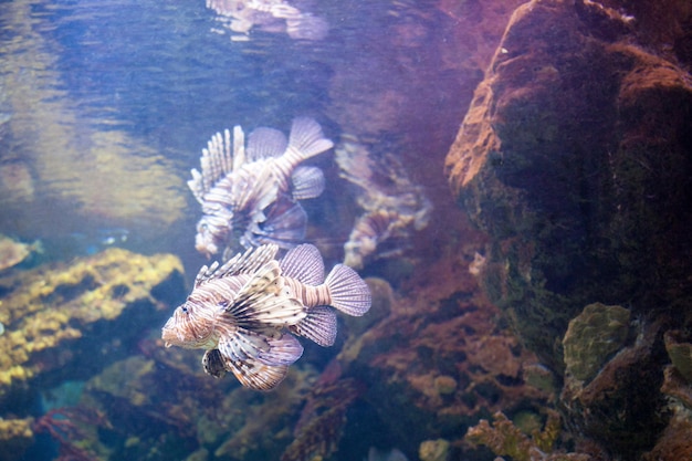 Lindo peixe-leão nos recifes de corais