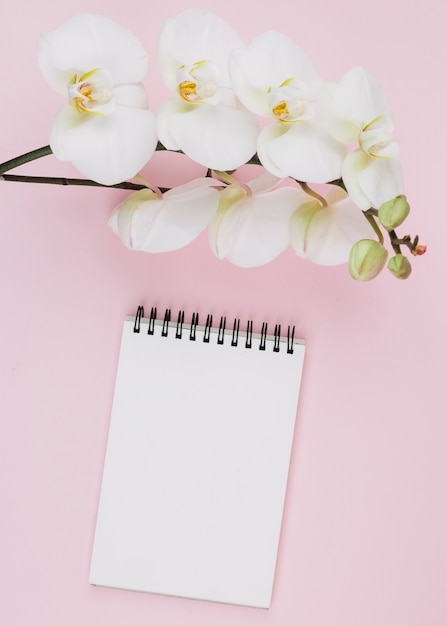 Foto grátis lindo ramo suave de flores de orquídea brancas sobre o bloco de notas em branco espiral contra fundo rosa