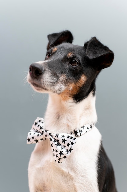 Lindo retrato de animal de estimação de cachorro jack terrier