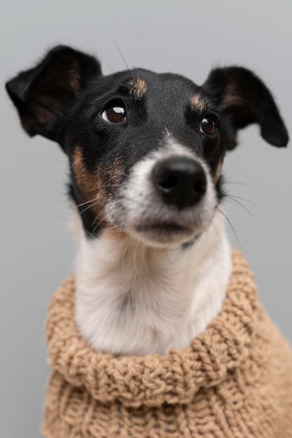 Lindo retrato de animal de estimação de cachorro jack terrier