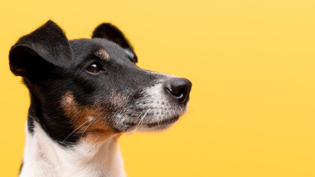 Lindo retrato de animal de estimação de cachorro jack terrier