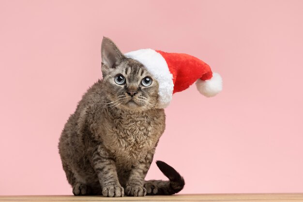 Lindo retrato de animal de estimação de gato com chapéu de Papai Noel