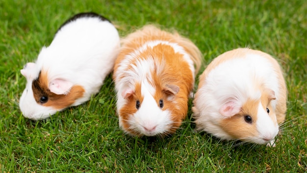 Lindo retrato de animal de estimação de porquinho-da-índia