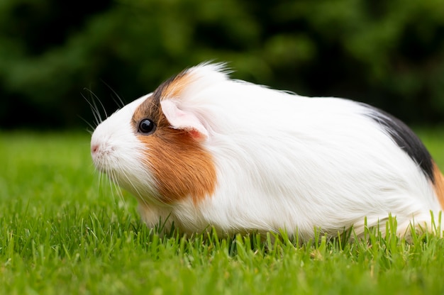 Lindo retrato de animal de estimação de porquinho-da-índia