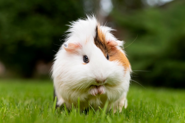 Lindo retrato de animal de estimação de porquinho-da-índia