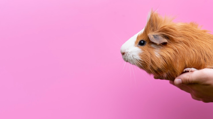Foto grátis lindo retrato de animal de estimação de porquinho-da-índia