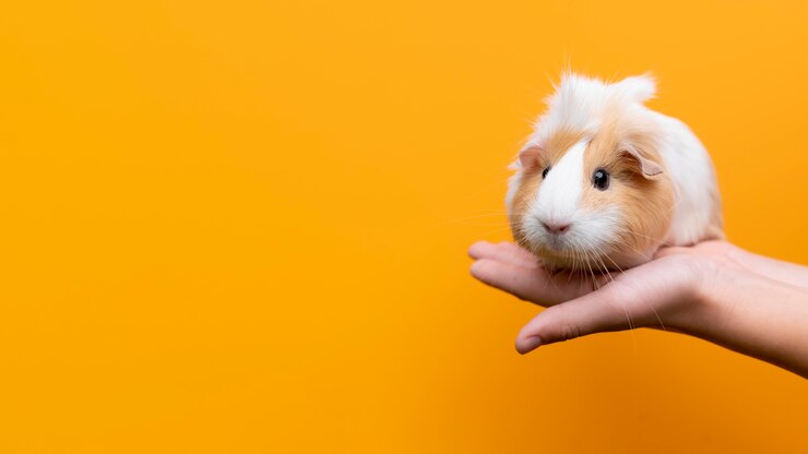 Foto grátis lindo retrato de animal de estimação de porquinho-da-índia