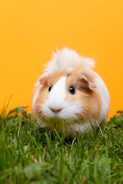 Lindo retrato de animal de estimação de porquinho-da-índia