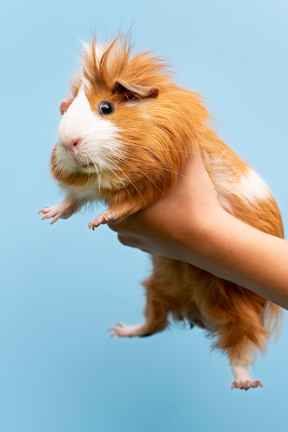 Lindo retrato de animal de estimação de porquinho-da-índia