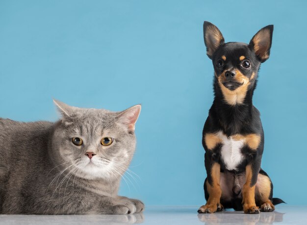 Lindo retrato de animal de estimação de um pequeno cão e gato