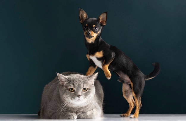 Foto grátis lindo retrato de animal de estimação de um pequeno cão e gato