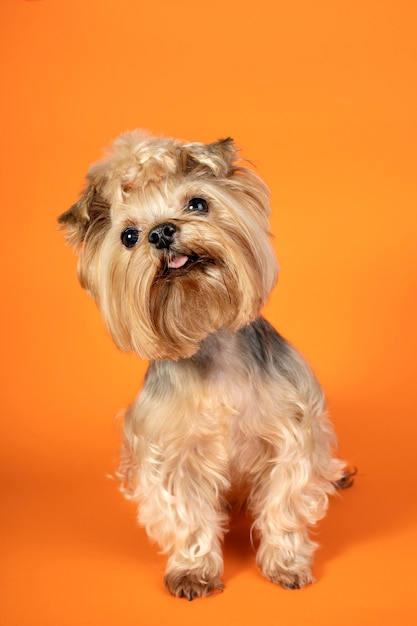 Foto grátis lindo retrato de animal de estimação isolado