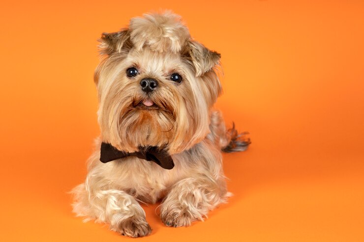 Foto grátis lindo retrato de animal de estimação isolado