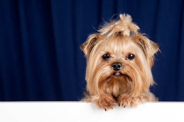 Foto grátis lindo retrato de animal de estimação isolado