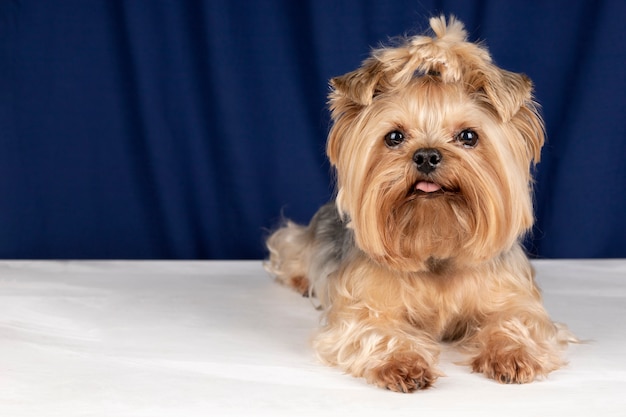 Foto grátis lindo retrato de animal de estimação isolado