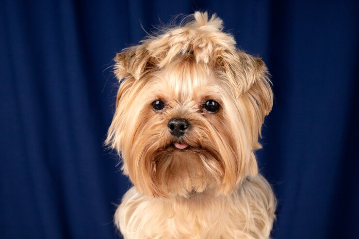 Foto grátis lindo retrato de animal de estimação isolado