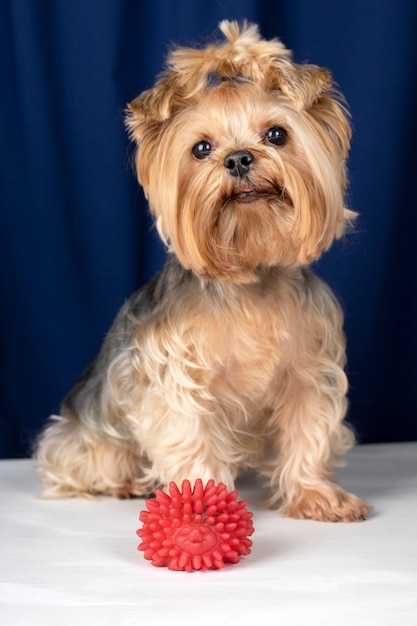 Foto grátis lindo retrato de animal de estimação isolado