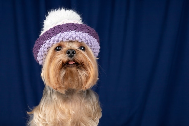 Foto grátis lindo retrato de animal de estimação isolado