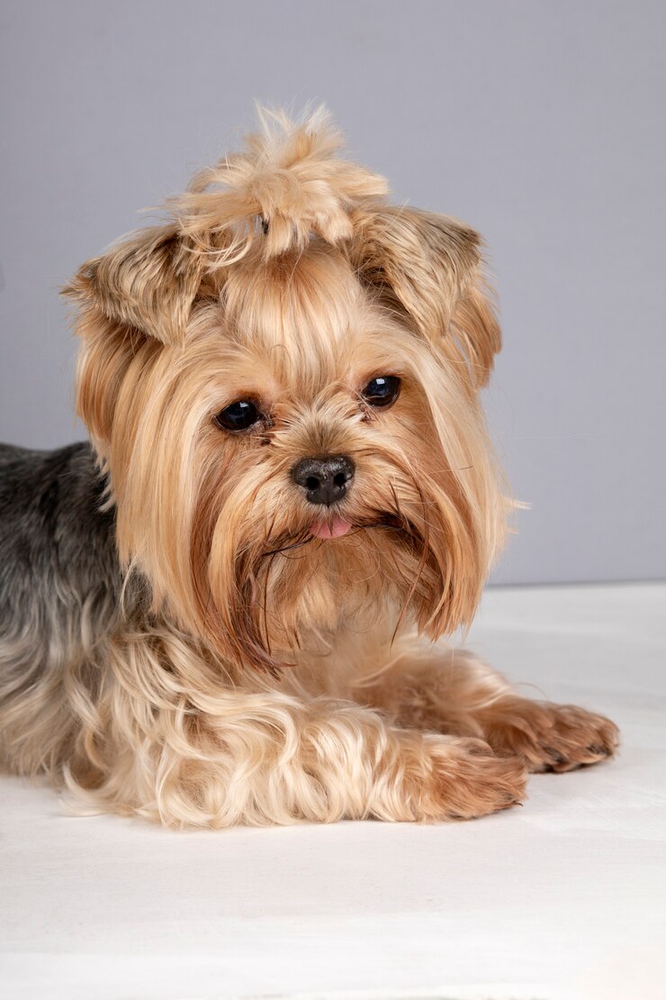 Foto grátis lindo retrato de animal de estimação isolado