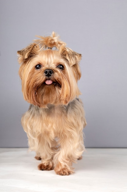 Foto grátis lindo retrato de animal de estimação isolado