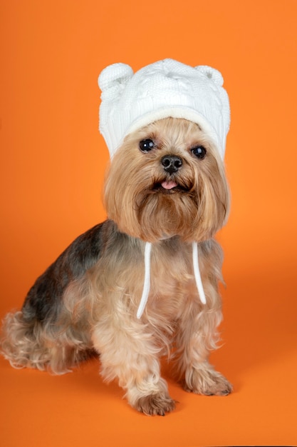 Foto grátis lindo retrato de animal de estimação isolado