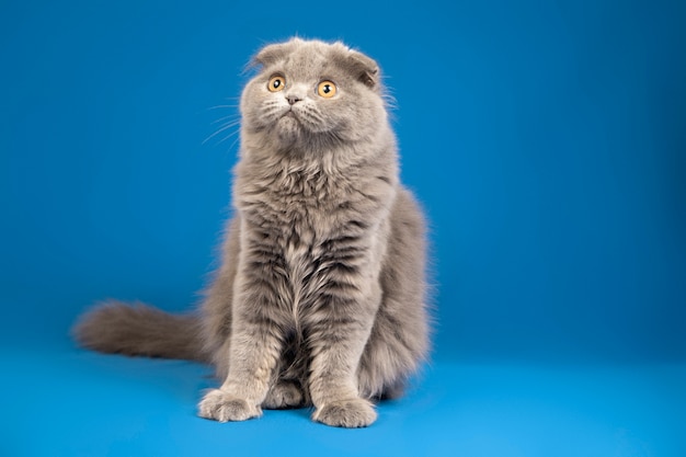 Foto grátis lindo retrato de animal de estimação isolado