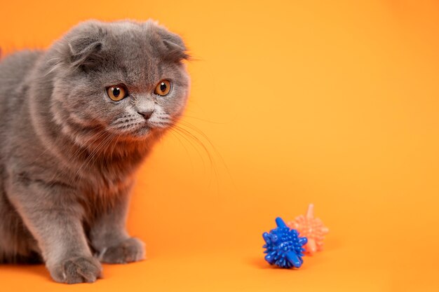 Lindo retrato de animal de estimação isolado