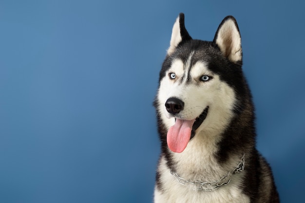 Foto grátis lindo retrato de animal de estimação isolado