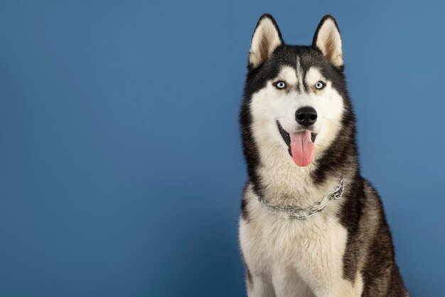 Lindo retrato de animal de estimação isolado