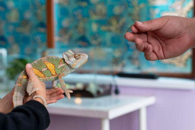 Lindo retrato de animal de estimação