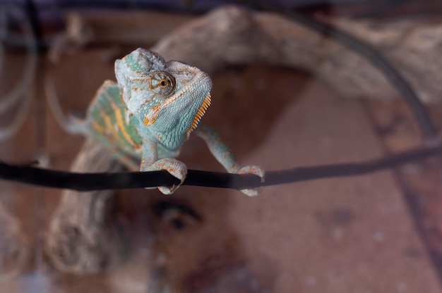 Lindo retrato de animal de estimação