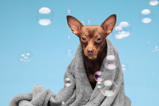 Lindo retrato de cachorro