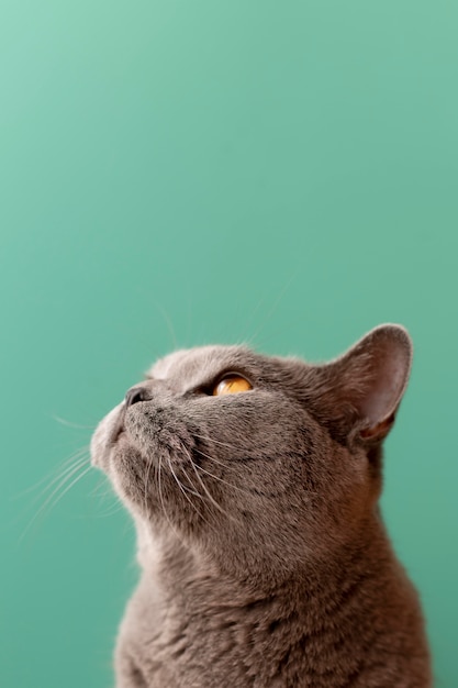 Lindo retrato de gato de perto