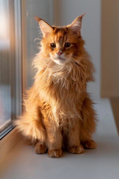 Lindo retrato de gato de perto