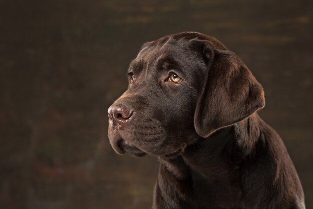 Lindo retrato de um filhote de labrador retriever chocolate