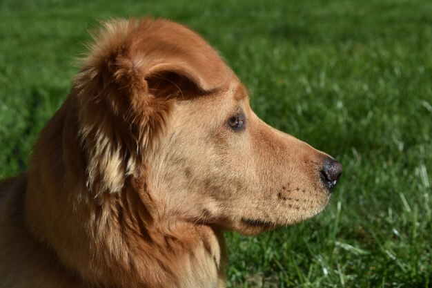 Lindo rosto de um cachorrinho pato vermelho descansando na grama.