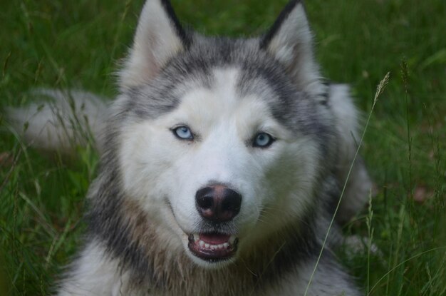 Lindo rosto de um cão husky siberiano de perto.