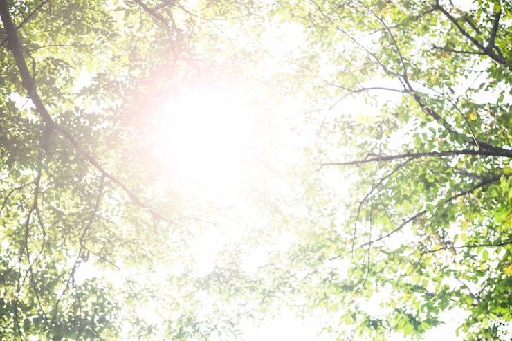 Foto grátis lindo sol brilhando através das árvores fotografia da natureza