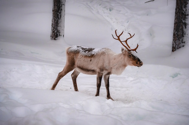 Lindo veado em um terreno nevado na floresta no inverno