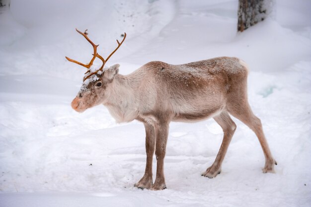 Lindo veado em um terreno nevado na floresta no inverno