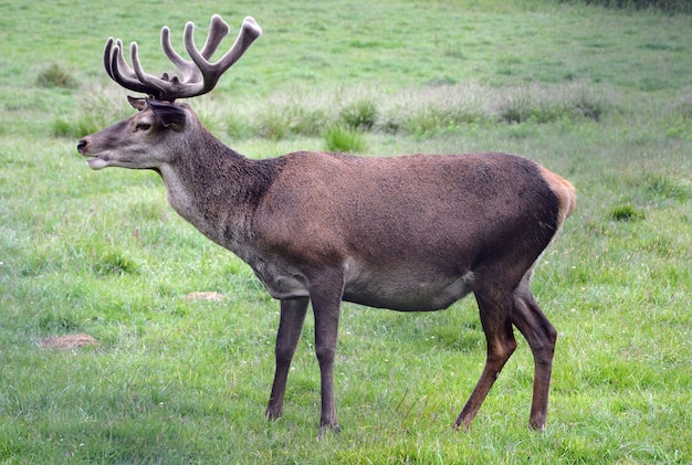 Lindo veado no prado verde