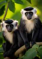 Foto grátis lindos macacos ao ar livre