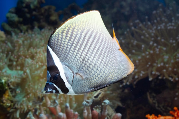 Lindos peixes no fundo do mar e recifes de coral beleza subaquática de peixes e recifes de coral