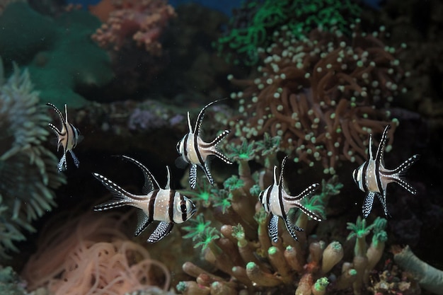 Lindos peixes no fundo do mar e recifes de coral beleza subaquática de peixes e recifes de coral