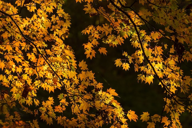 Lindos ramos amarelos de outono de uma árvore