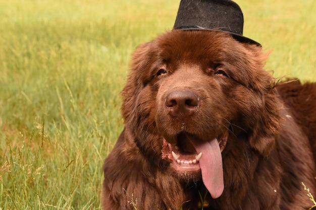 Língua pendurada na boca de um cão da Terra Nova