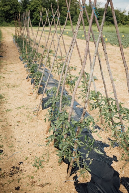 Linha de close-up de tomates crescendo no campo